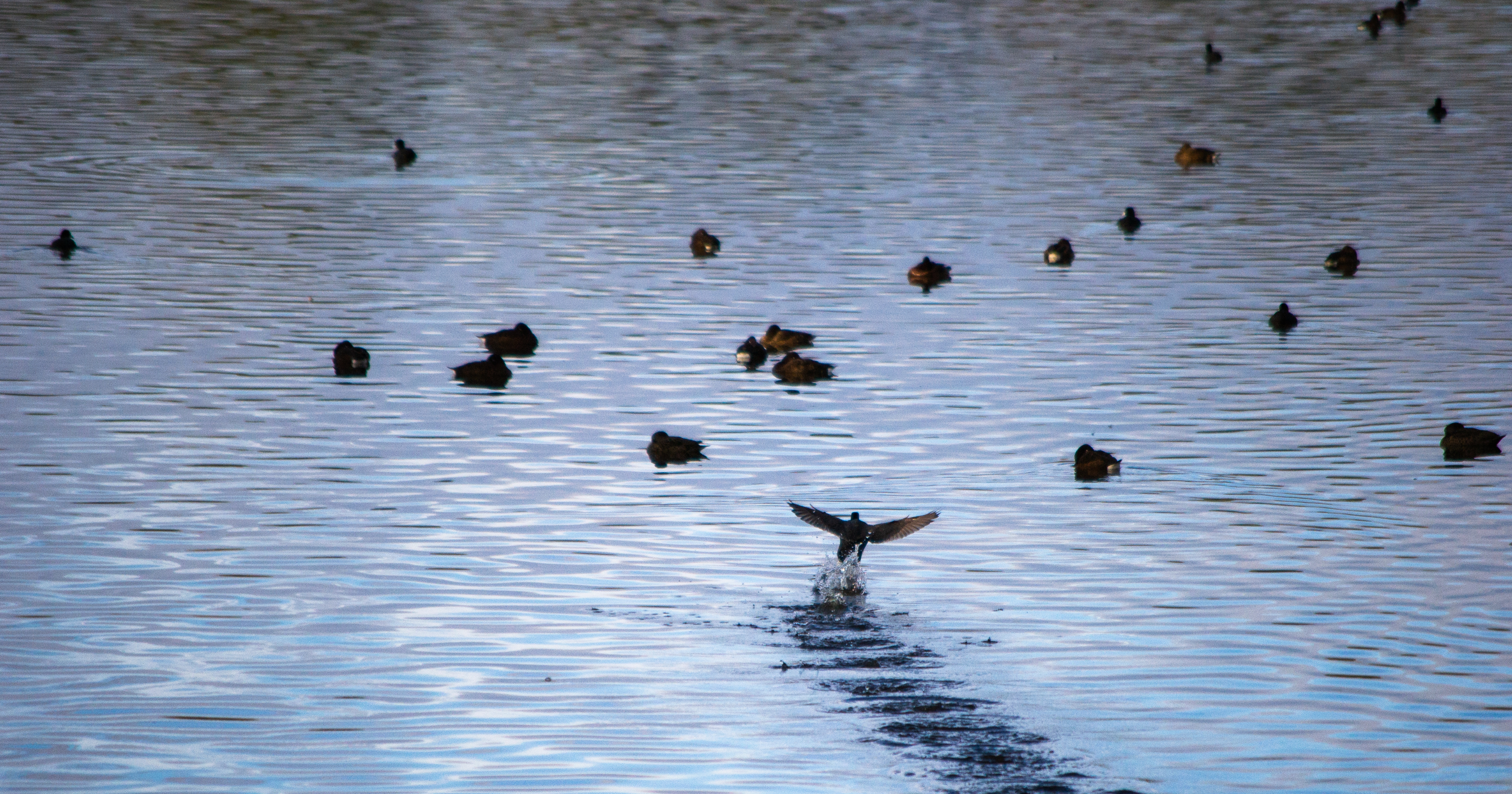 Bibra Lake